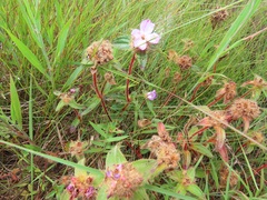 Argyrella phaeotricha
