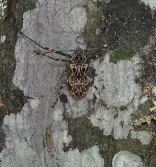 Acrocinus longimanus