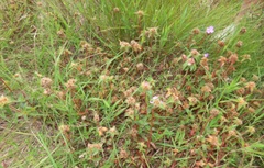 Argyrella phaeotricha