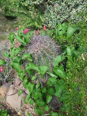 Ferocactus townsendianus