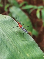 Macracanthopsis nodipes