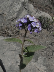 Heliotropium arborescens