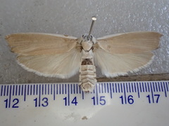 Xyloryctidae