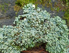 Heterodermia obscurata