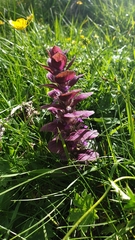Ajuga pyramidalis