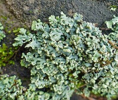 Heterodermia obscurata