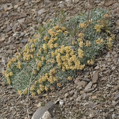 Eriogonum androsaceum