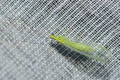 Apertochrysa edwardsi