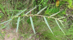 Chamaecrista mimosoides