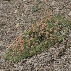 Eriogonum androsaceum