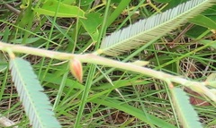 Chamaecrista mimosoides