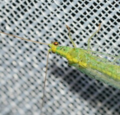 Apertochrysa edwardsi