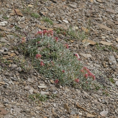 Eriogonum androsaceum
