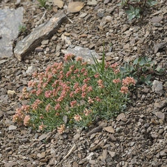 Eriogonum androsaceum