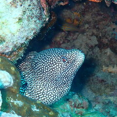 Gymnothorax meleagris