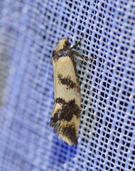 Olbonoma triptycha