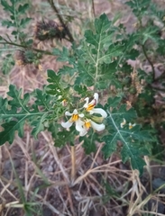 Solanum grayi