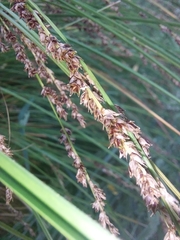 Carex secta