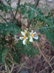 Solanum grayi