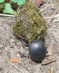 Chalconotus convexus