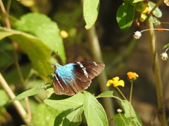 Astraptes fulgerator azul