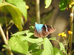 Astraptes fulgerator azul
