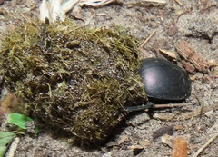 Chalconotus convexus