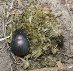 Chalconotus convexus