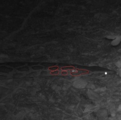 Python bivittatus