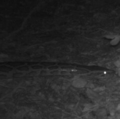 Python bivittatus