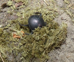 Chalconotus convexus