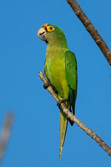 Eupsittula canicularis