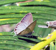 Theclinesthes onycha