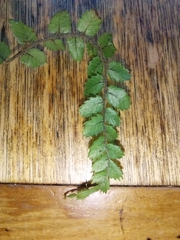 Blechnum filiforme