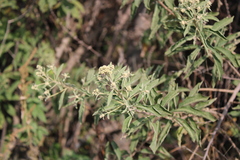 Pluchea salicifolia