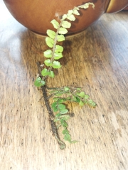Blechnum filiforme