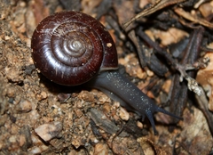 Glyptostoma gabrielense