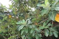 Ficus trichopoda