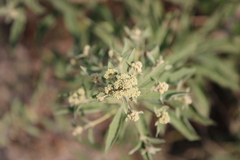 Pluchea salicifolia
