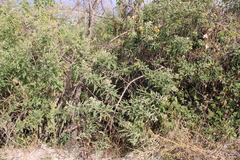 Pluchea salicifolia