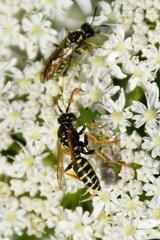 Polistes nimpha
