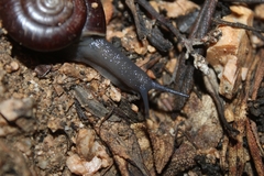 Glyptostoma gabrielense