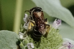 Halictinae