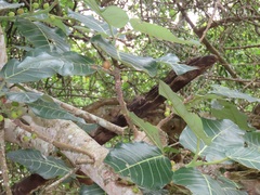 Ficus trichopoda