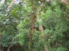 Ficus trichopoda