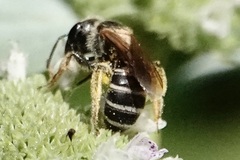 Halictinae