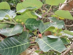 Ficus trichopoda