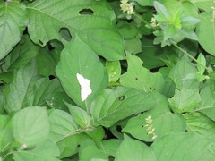 Isoglossa woodii