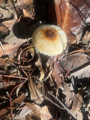 Lepiota castaneidisca