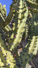 Myrtillocactus cochal